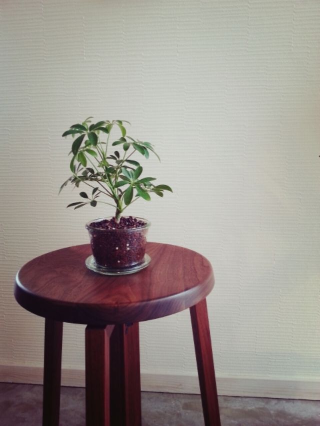 椅子の上に植物